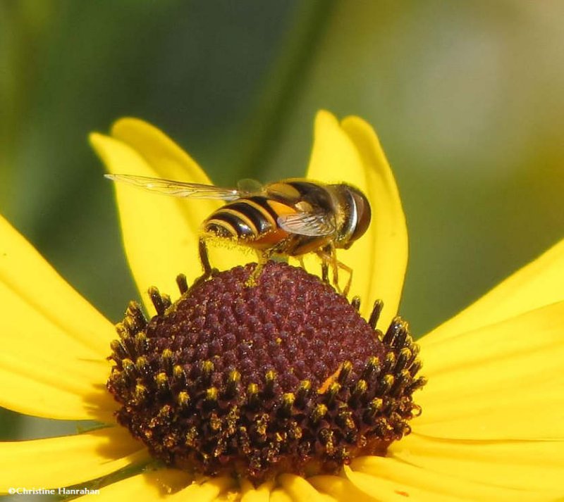 Hover fly (Eristalis) on sunflower