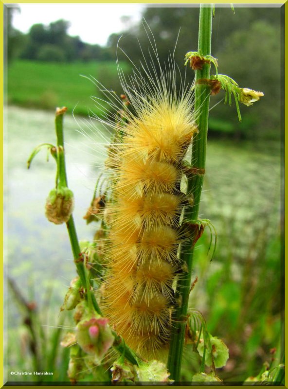 Virginian tiger moth caterpillar (Spilosoma virginica), #8137