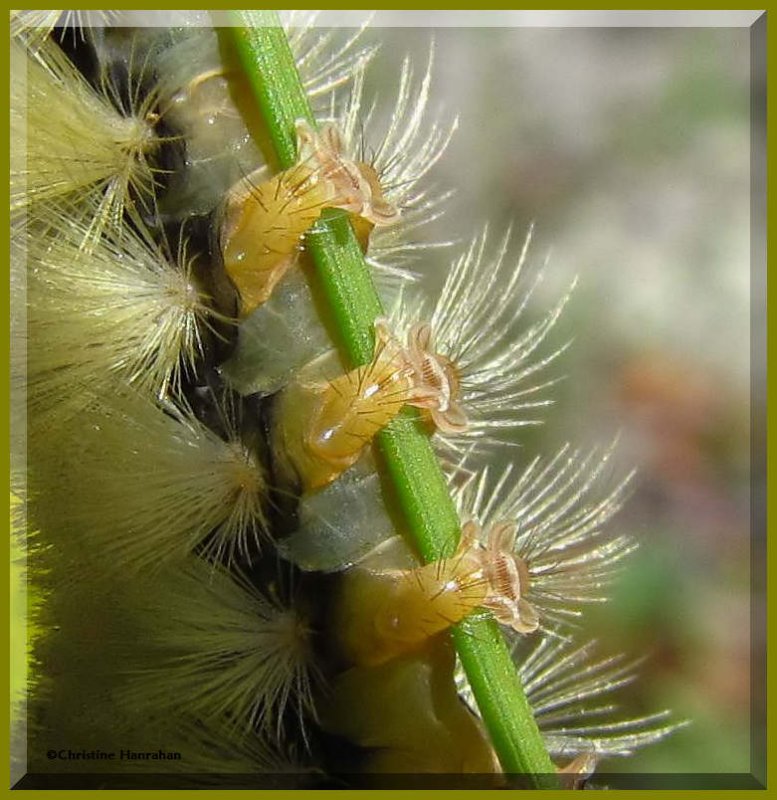 Close up of caterpillar feet: Banded Tussock, #8203