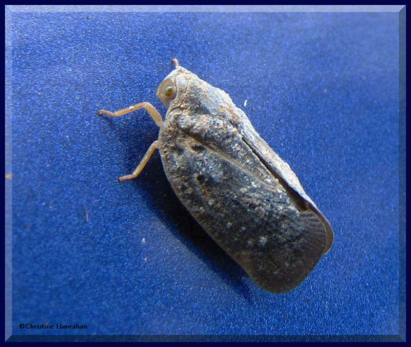 Citrus flatid planthhopper (Metcalfa pruinosa)