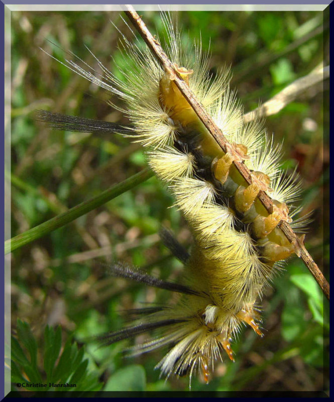 Banded tussock caterpillar (Halysidota tesselaris), #8203