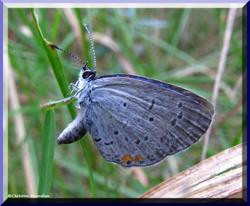 Eastern tailed blue (Everes comyntas), male