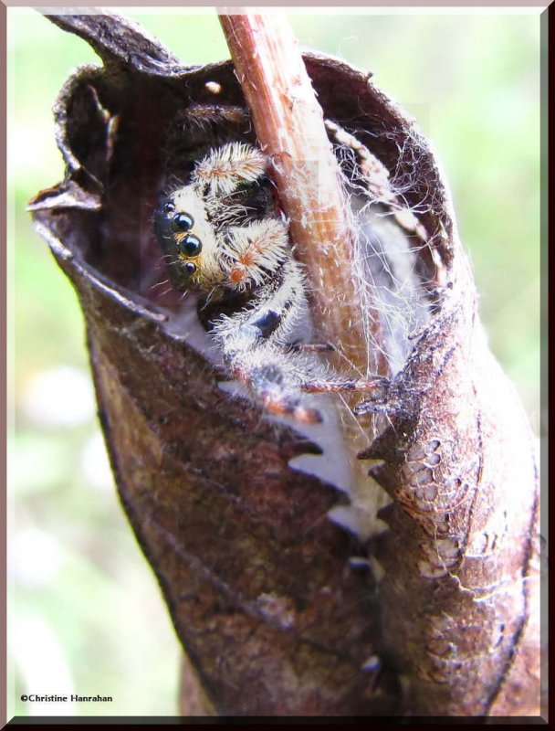 Jumping Spider in leafy shelter
