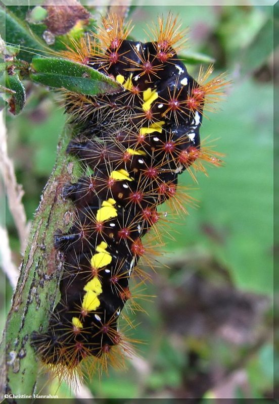 Smartweed caterpillar  (Acronicta oblinita), #9272