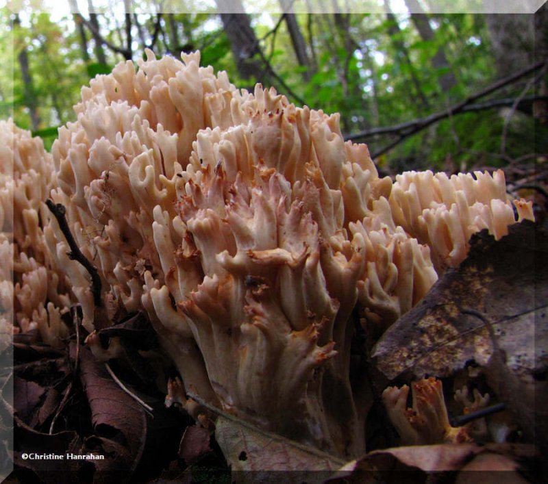 Coral fungus, possibly Ramaria species