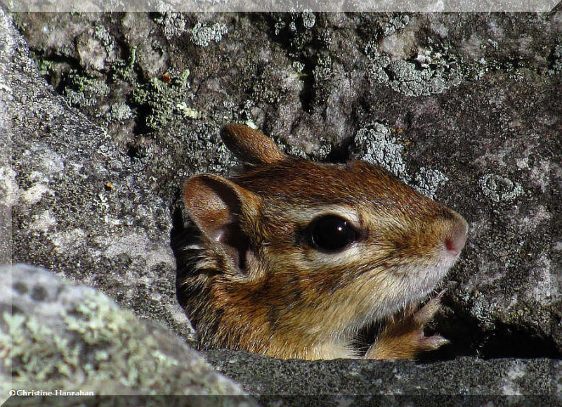 Chipmunk