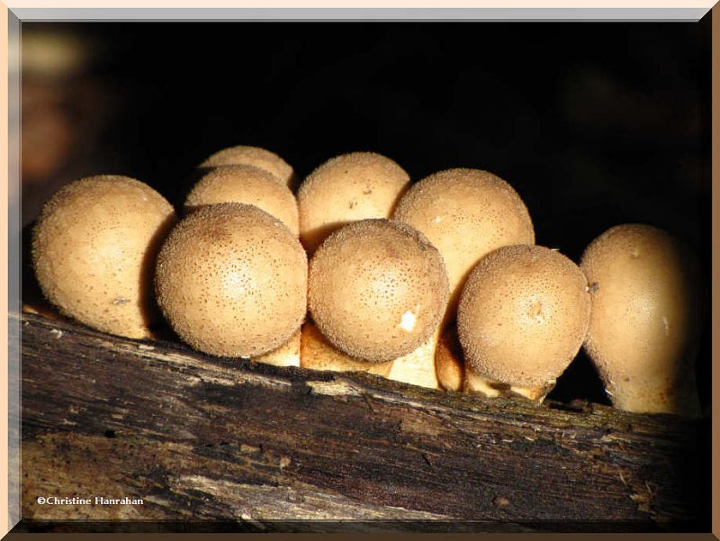 Puffballs and Related Fungi (Earthstars and Bird's Nest Fungi)