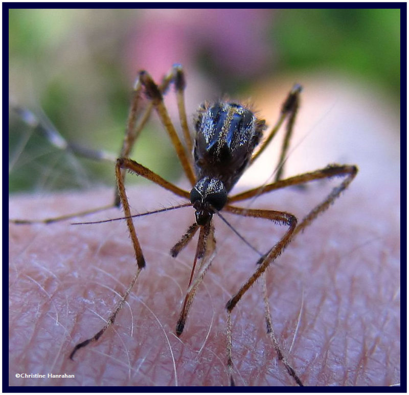 Bite me! (Female mosquito)
