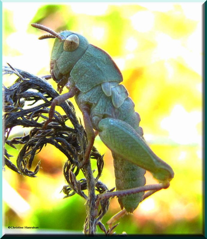 Short-horned grasshhopper  (Acrididae)