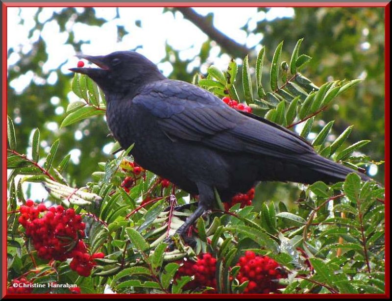American crow with Mountain ash berry