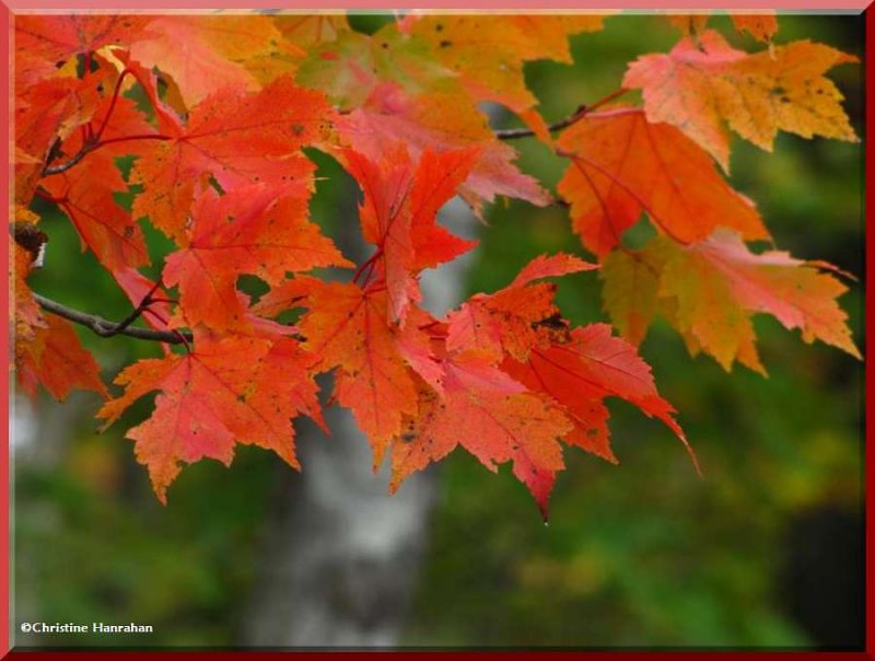 Red Maple leaves(Acer rubrum)