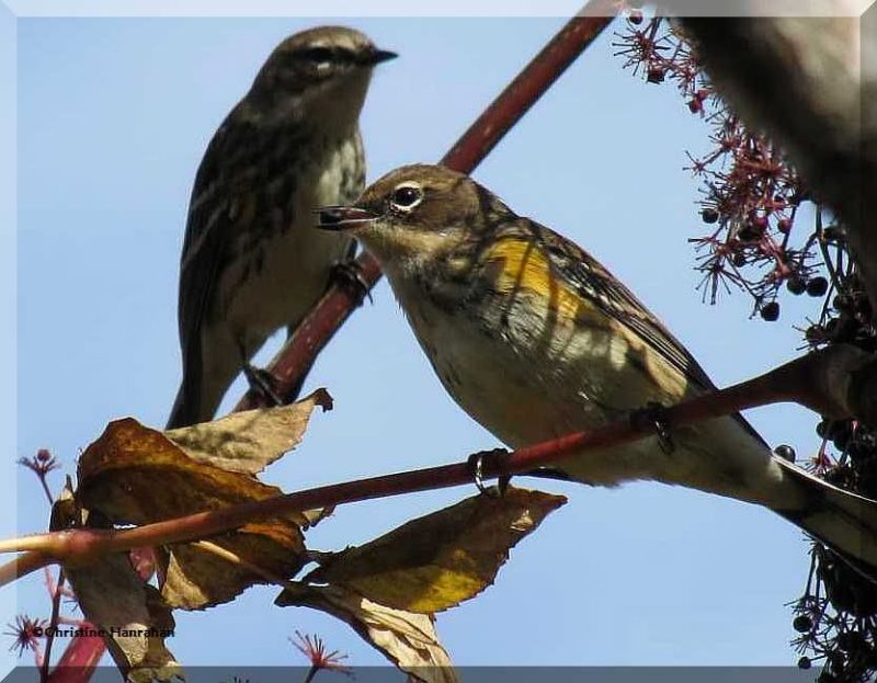 Yellow-rumped warbler eating Aralia fruit