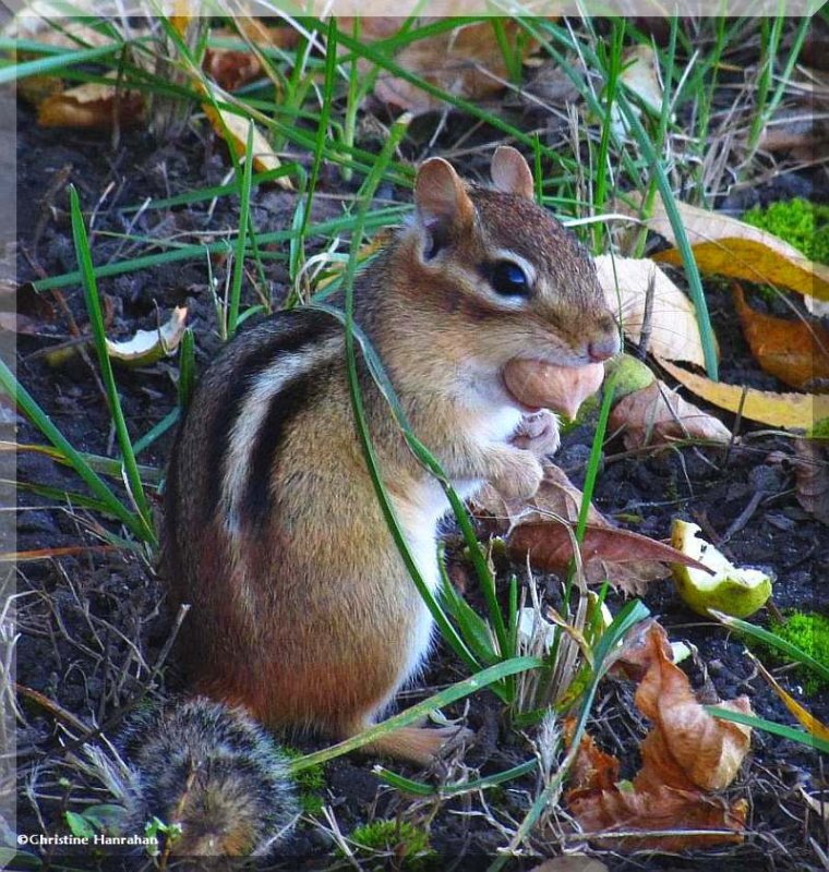 Chipmunk with hickory nut