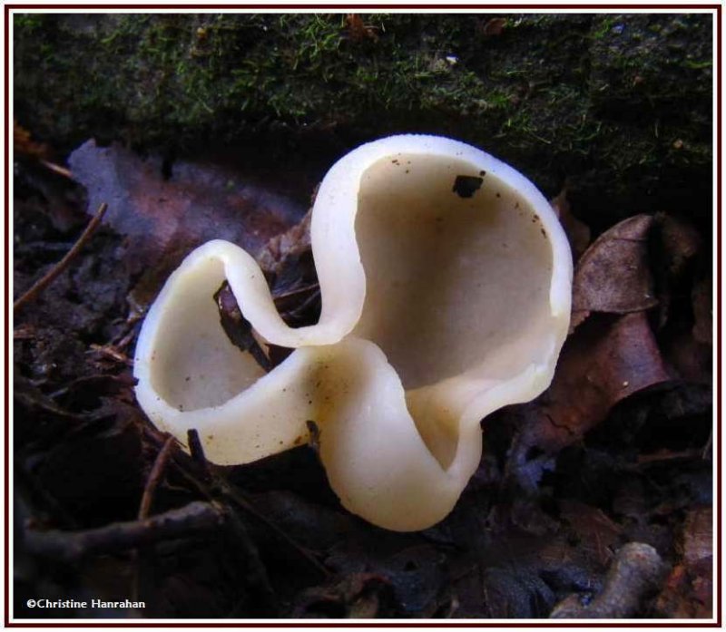 Sac fungus (Peziza)