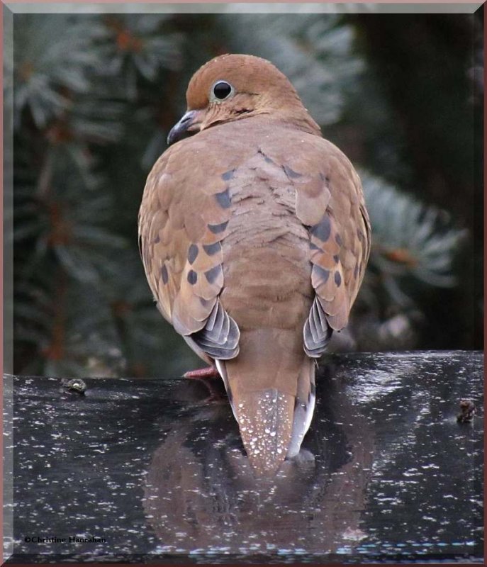 Mourning dove in the rain
