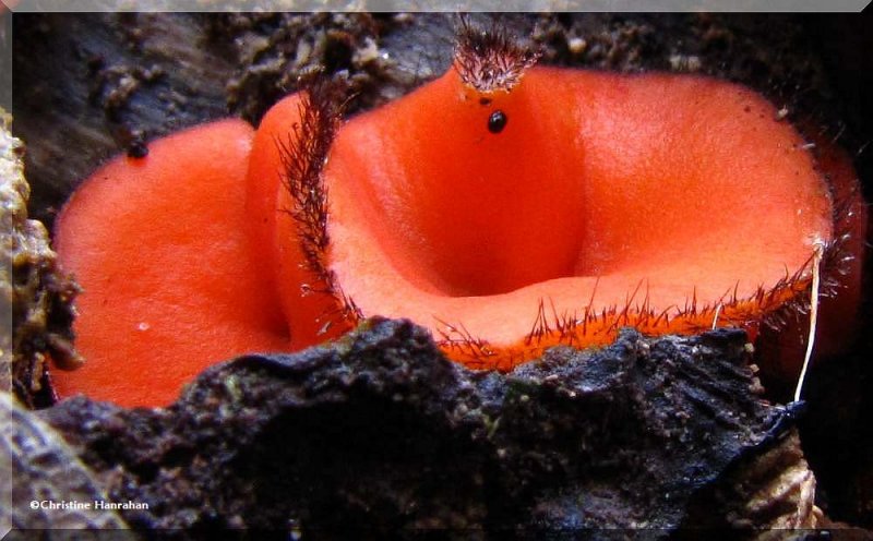 Eyelash Fungi  (Scutellinia)