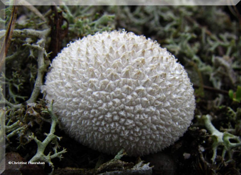 Puffball, possibly gem-studded puffball (Lycoperdon perlatum)