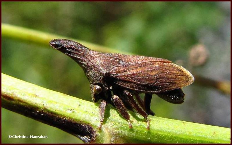 Widefooted Treehopper(Enchenopa latipes)