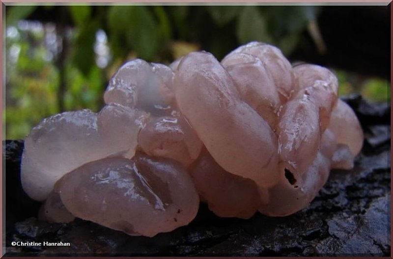 Jelly fungus (Neobulgaria pura)