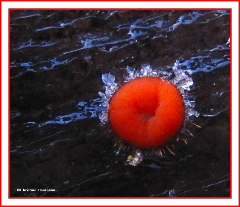 Eyelash fungus with ice