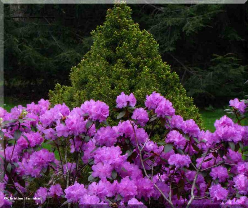 Spring azaleas