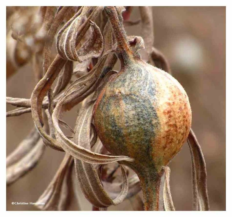 Goldenrod gall