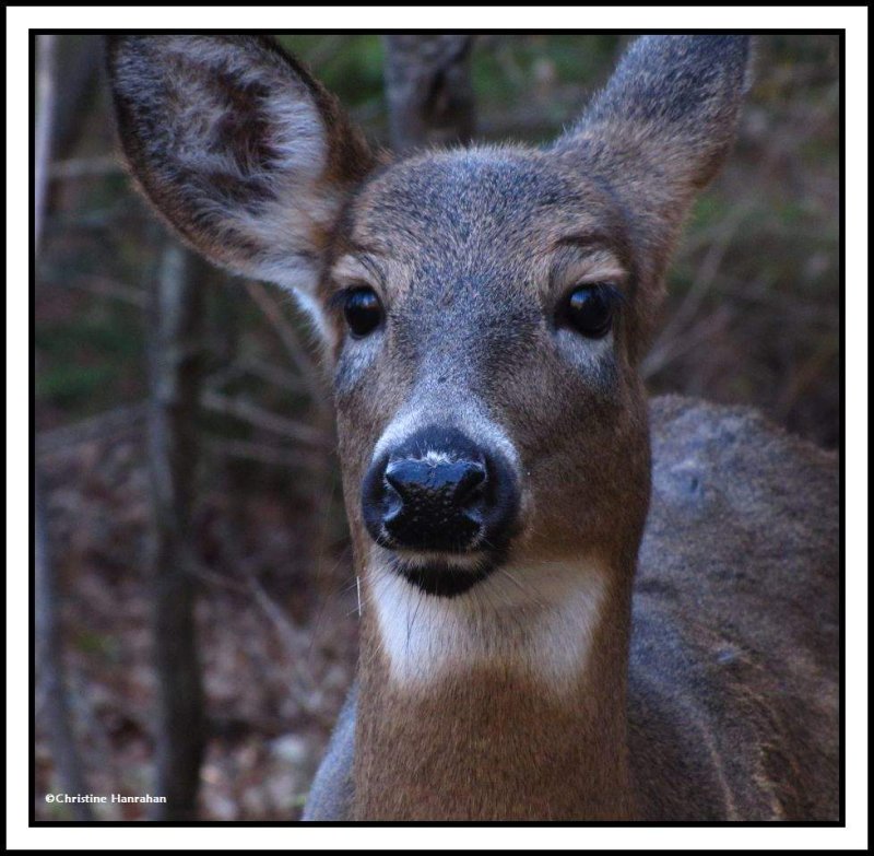 Young White-tailed doe