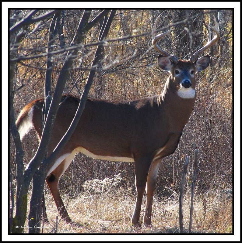 Proud White-tailed  buck
