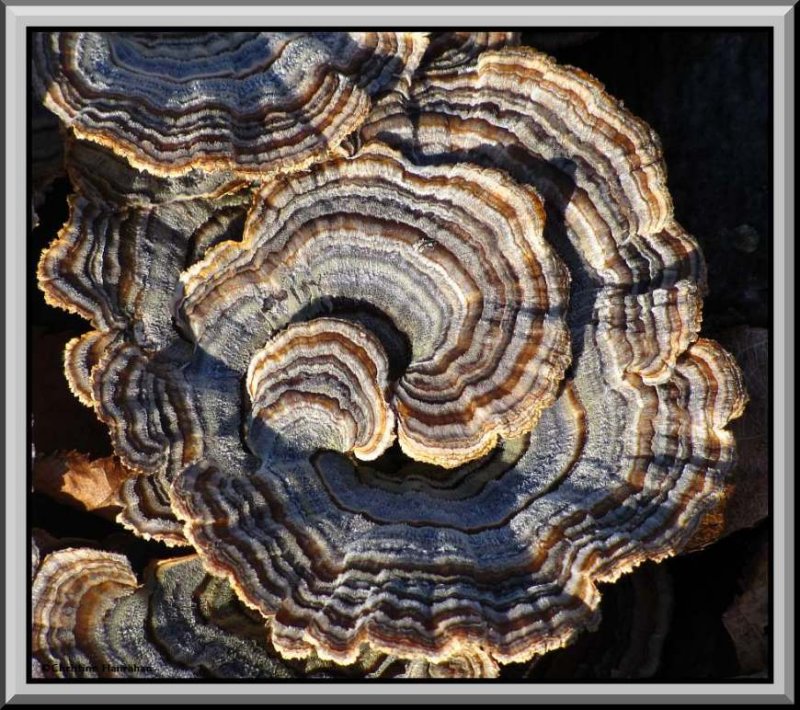 Turkey Tails (Trametes versicolor)