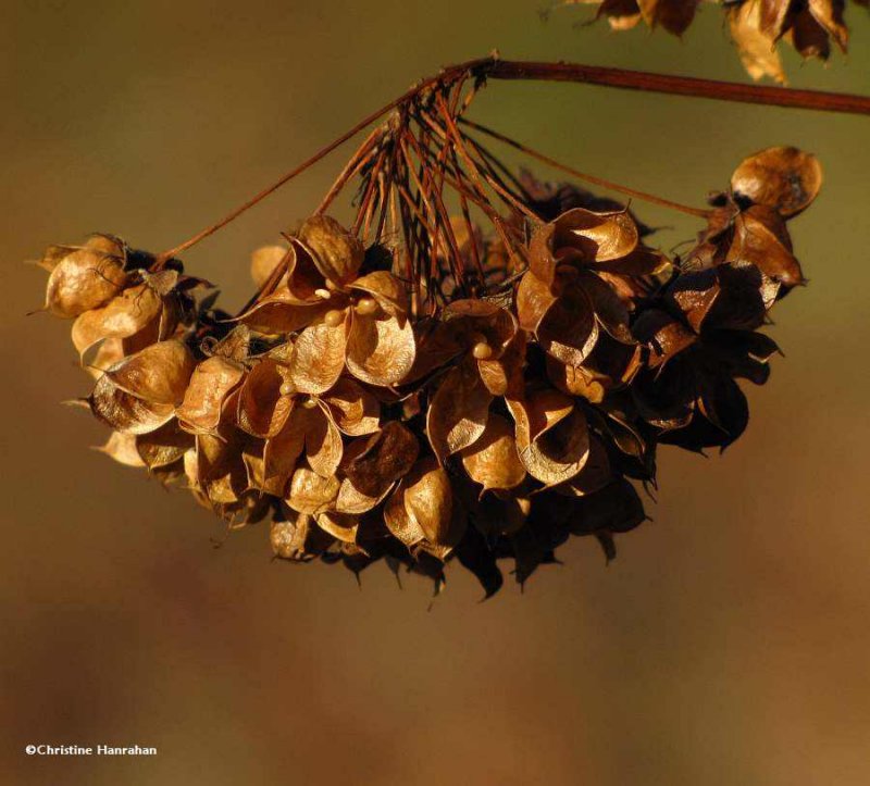 Ninebark (Physocarpus opulifolius) seedhead