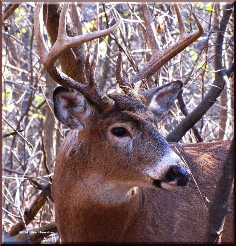 Another view of the buck