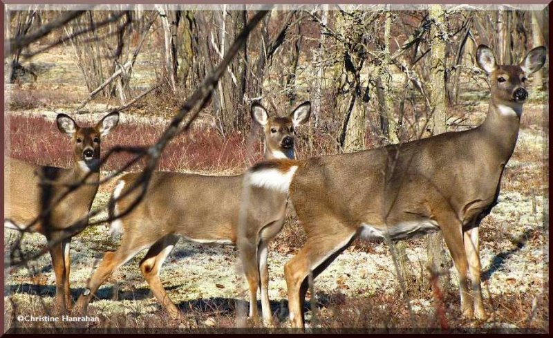 Mother and two fawns