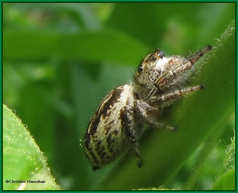 Jumping spider, possibly Eris militaris, female