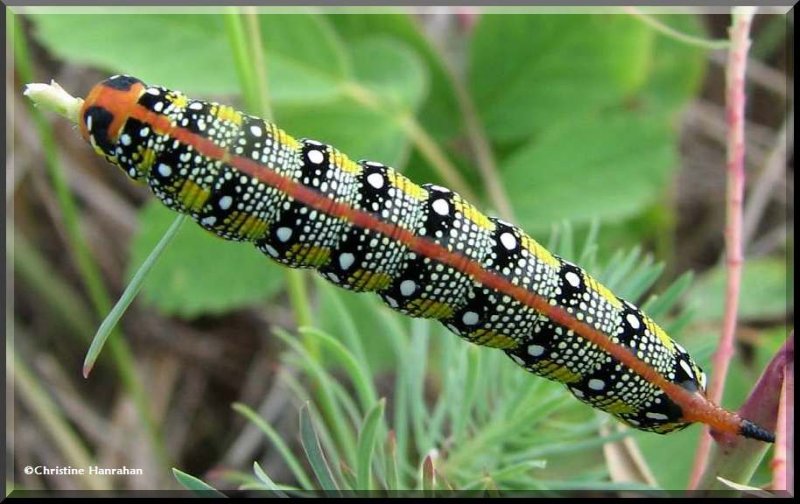 Spurge moth  caterpillar (Hyles euphorbiae), #7892