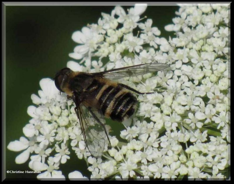 Bee fly (Villa)