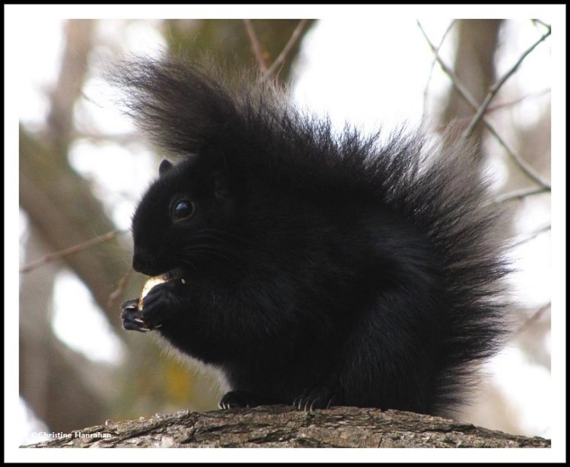 Black squirrel with food