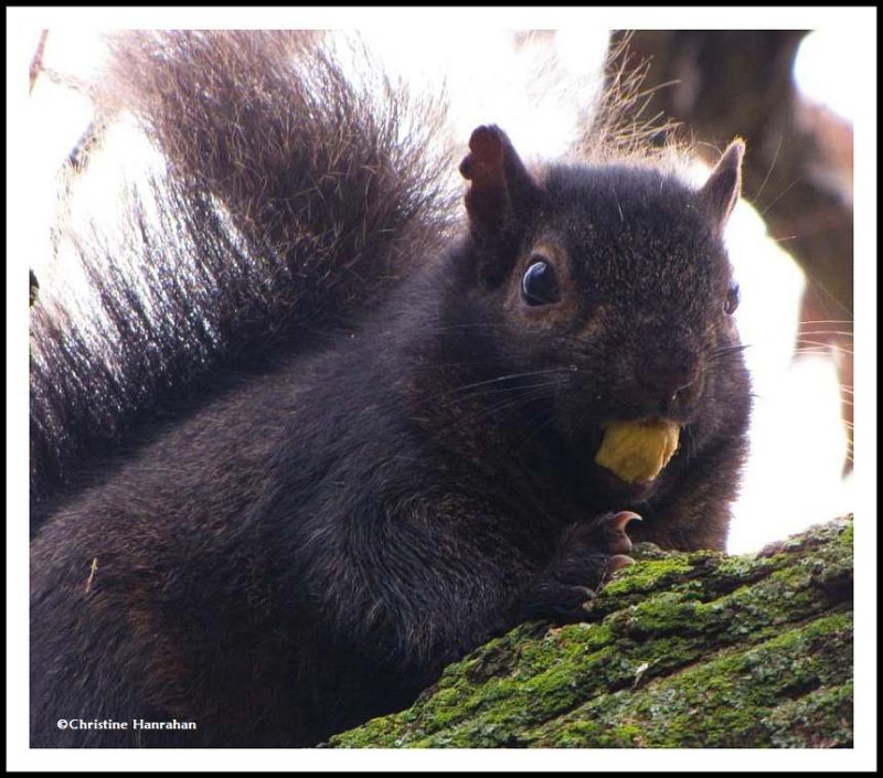 Small mouthful!