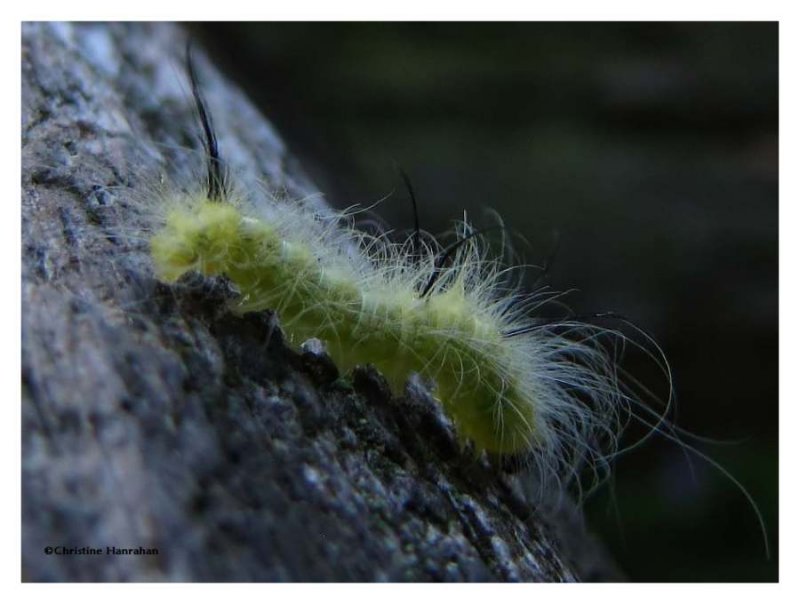 Caterpillar, probably Acronicta americana, #9200