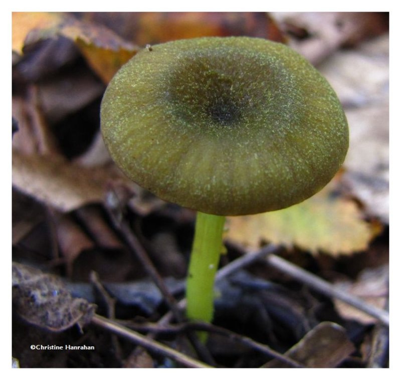 Green mushroom