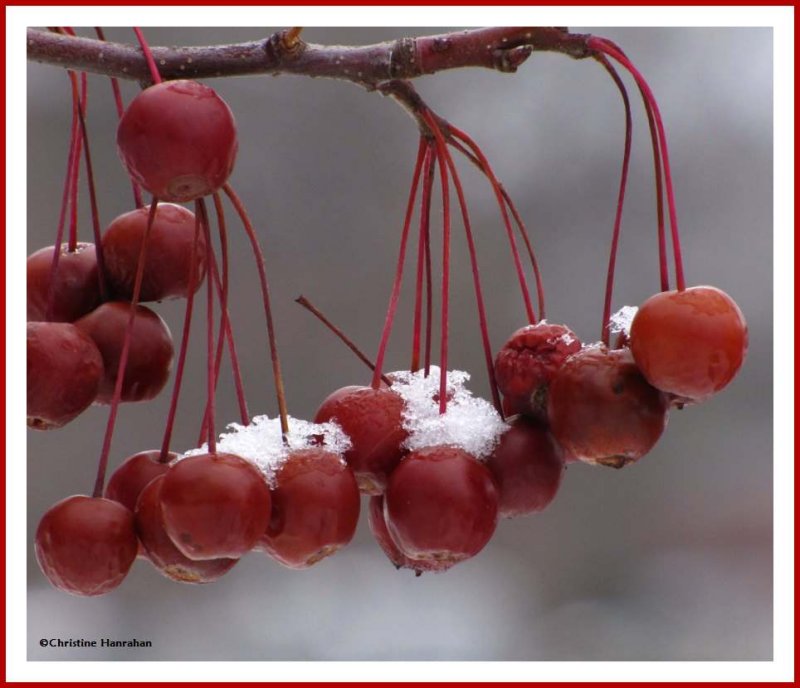 Crabapples with snow