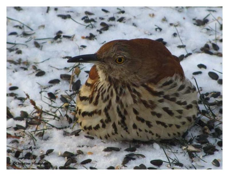 Brown thrasher