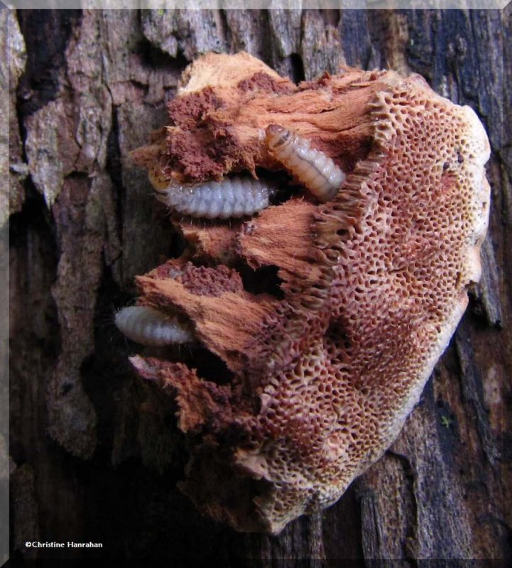 Polypore with beetle larvae