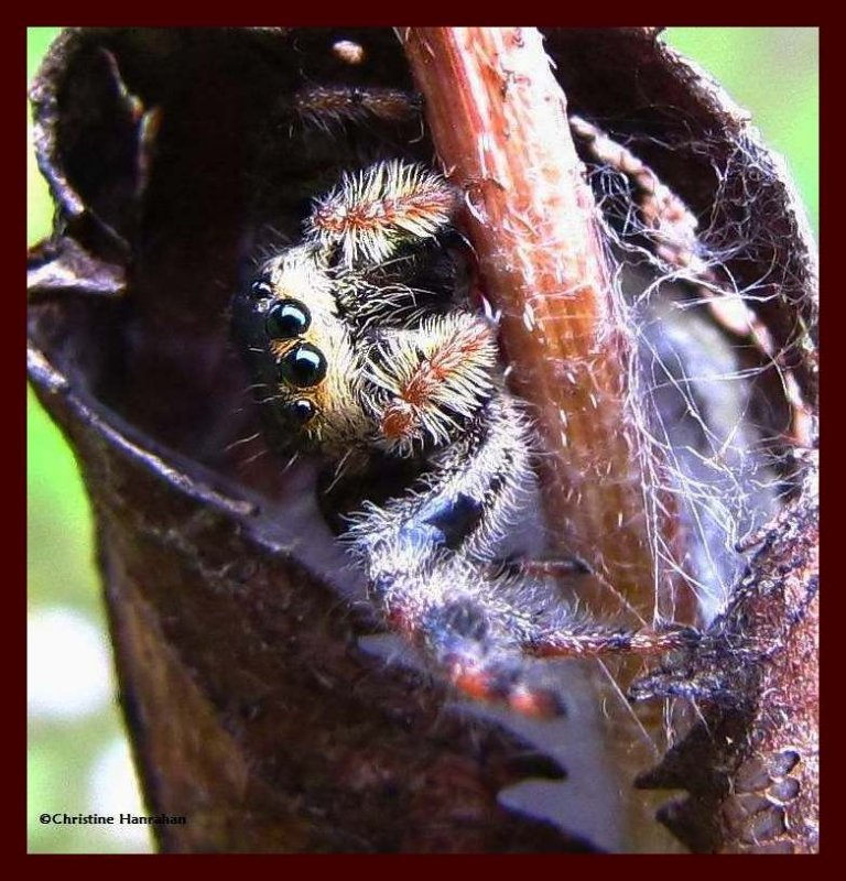 Jumping spider in leafy shelter