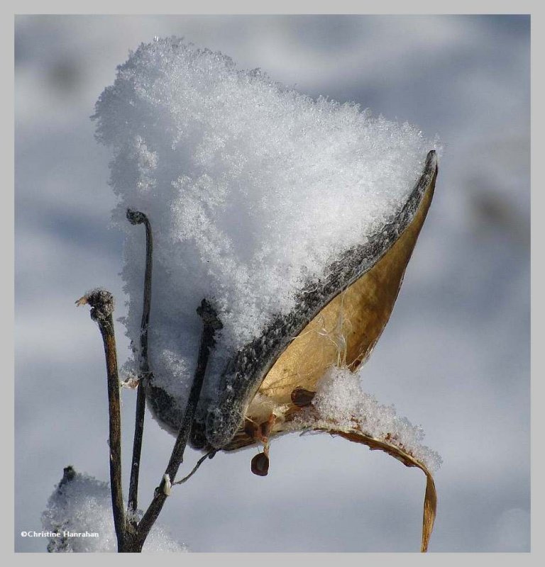 Common milkweed pod with snow