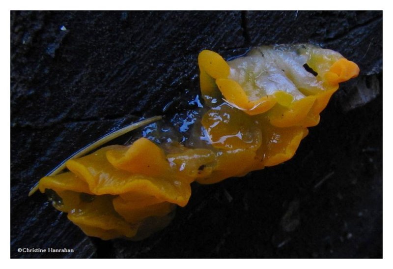 Orange jelly fungus (Dacrymyces palmatus)