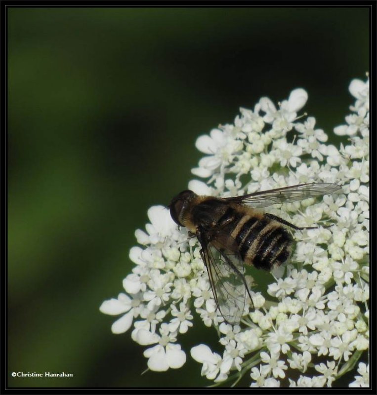 Bee fly (Villa cf. alternata) on Queen Anne's lace