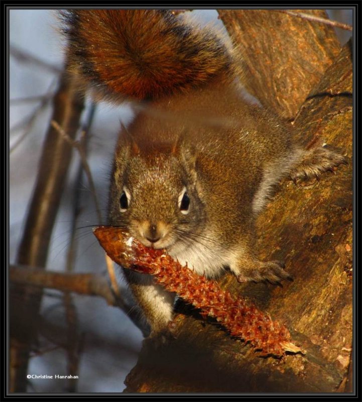 Red squirrel with cone