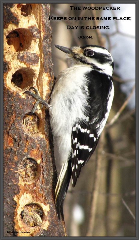 The woodpecker keeps on in the same place...