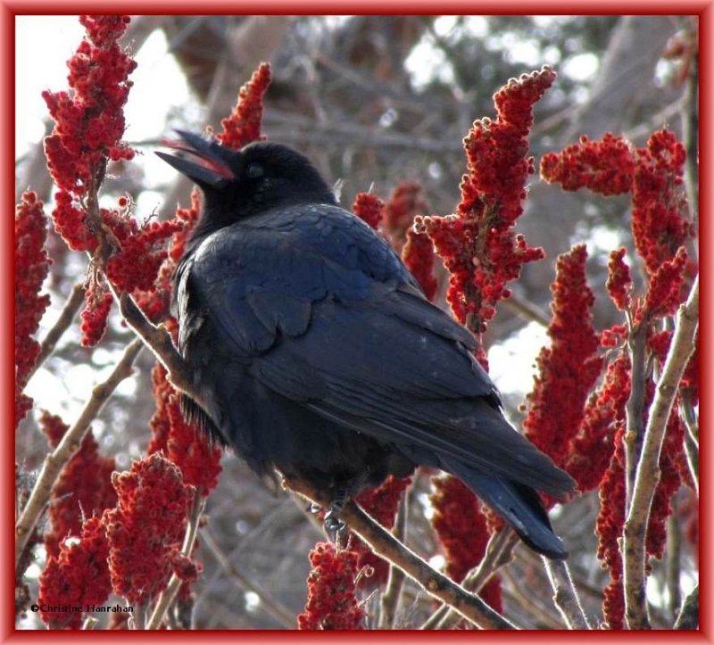 American crow eating Staghorn sumac