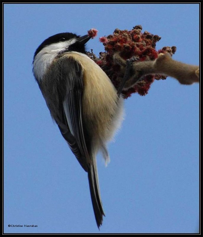 Black-capped chickadee eating sumac seeds
